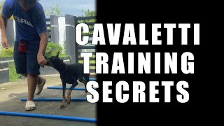 Cavaletti Training [upl. by Ybba358]