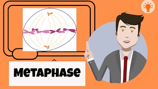 What happens during metaphase [upl. by Targett]