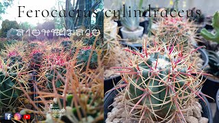 Ferocactus cylindraceus แคคตัสสายหนามสวยcactus succulent กระบองเพชร cacti ferocactus [upl. by Naegem815]