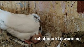 kabutaron ki deworming kaise karen kabutaron ke pet se kide bahar Karen mrbhura sharma 8178125040 [upl. by Upshaw]