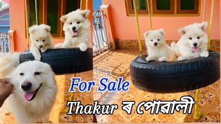 German Spitz puppy available for sale  contact 9101336878 [upl. by Atinaej]