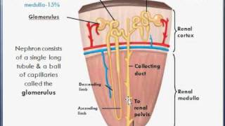 Basic Kidney anatomy amp function college biology [upl. by Roos]