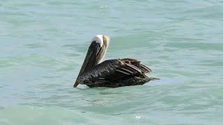 Pelicano  Pelecanus occidentalis 🙂 [upl. by Afnin863]