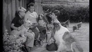 Lassie  Episode 86  quotVigilquot  Season 3 21 01271957 [upl. by Enilrae304]