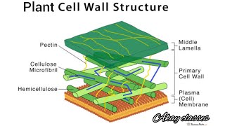 Detailed Structure of Plant Cell Wall  Plasmodesmata  Cell and molecular biology MSc botany [upl. by Jurdi]