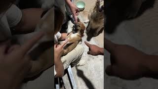 I gave the dog an anthelmintic drug but wasn’t very cooperative dog puppy pets animals cute [upl. by Mroz15]