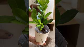 Ugaoo plant unboxing review  plants  NatureDecor shorts home [upl. by Schuster]