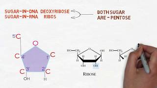 Nucleic acid  DNA amp RNA Nucleotide Nucleoside  الحمض النووي دنا  رنا [upl. by Yarised627]