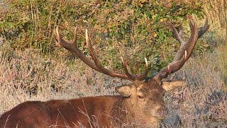 HUGE Wild Stags Rutting Season [upl. by Christa]