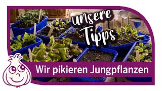 Anzucht im Februar von Jungpflanzen  richtig pikieren amp pflegen nach der Aussaat [upl. by Ahsekel]