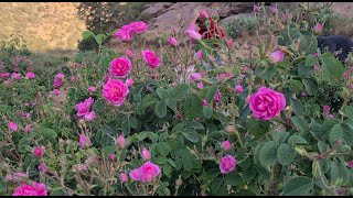 THE PROCESS OF MAKING ROSE OIL PERFUME [upl. by Dimphia]