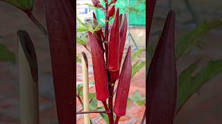 Easy Grow Okra in Container from Seeds to Harvest [upl. by Nnylacissej724]