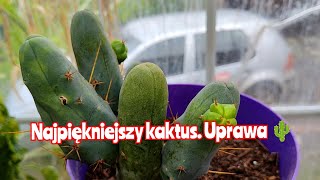 Najładniejszy kaktus na świecie 🌵 Penis cactus Trichocereus bridgesii var Monstrose Uprawa [upl. by Novyart430]