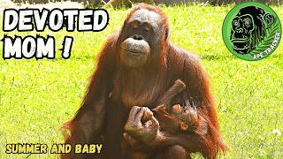 Proud New Mom Orangutan Cradling Her Baby babyorangutan [upl. by Anialad]