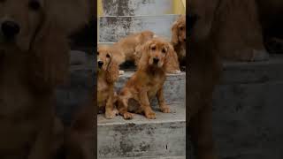 COCKERS SPANIEL PUPPIES FOR SALE IN BANGALORE CONTACT 9739359830 [upl. by Melessa245]