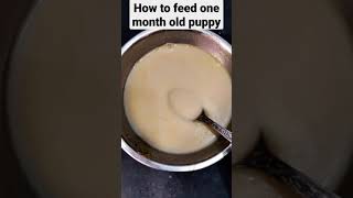 how to make food for one month old puppy [upl. by Wilmar]