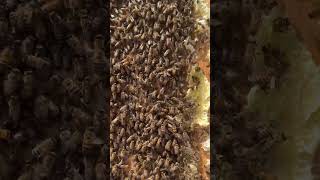 Can You Find the Queen Bee [upl. by Nagad]