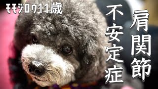 【愛犬の病気】シニア犬モモジロウの病気について [upl. by Fondea]