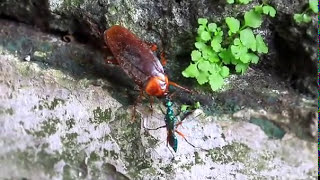 Kecoak keok tarung dengan Semut [upl. by Einohpets694]