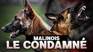 MALINOIS  Le condamné  Docu Choc sur le monde du chien [upl. by Alicul637]