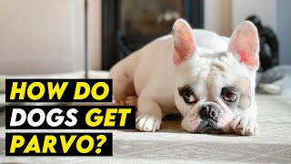 HOW DO DOGS GET PARVO Symptoms Prevention Treatment [upl. by Peltz]