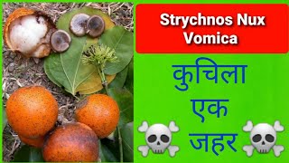 Strychnos nux vomica Poisoning  कुचिला [upl. by Lorene818]