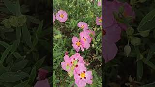 RockroseCistus sps shrub pink papery flowers flora of Seattle US [upl. by Oriane]