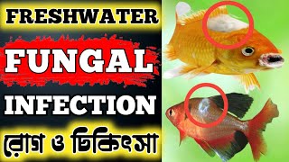 Easy Ways to Treat Fish FUNGAL INFECTION in Bengali  Fish Fungus Symptoms  Expert Aquarist [upl. by Hubert87]