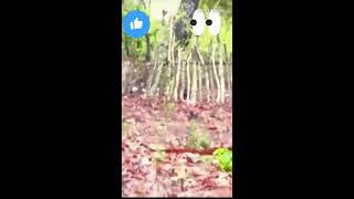 Smartness is way of life treading viral youtube RealBriggy wildlife [upl. by Abbie303]