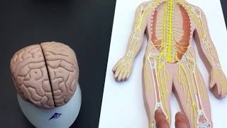 Peripheral Nervous System PNS lab models [upl. by Eiramannod]