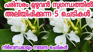 പരിസരം മുഴുവൻ സുഗന്ധത്തിൽ ലയിപ്പിക്കുന്ന5 ചെടികൾchedikal malayalampoochedikal pookanfragrant pla [upl. by Nava926]