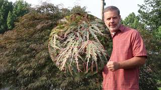 Laceleaf japanese maple Acer palmatum var dissectum  Plant Identification [upl. by Levison929]