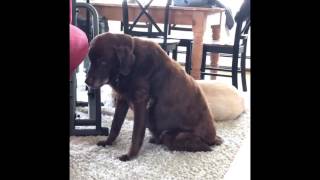 Dog Produces Some Impressively Loud Flatulence [upl. by Atsocal]