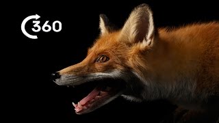 Life as a City Fox 360°  Planet Earth II  Behind The Scenes [upl. by Hanahsuar259]