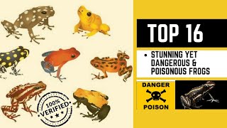 Top 16 Stunning yet Dangerous amp Poisonous Frogs [upl. by Harv]