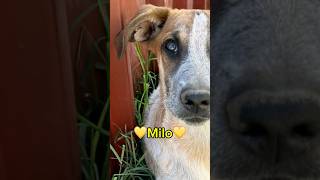 Milo Cerca Casa  Dolce Cucciolo Cerca Una Casa Amorevole shorts puppy adotta perte cane [upl. by Annaeed53]