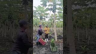 The process of picking papaya fruit [upl. by Thorstein]