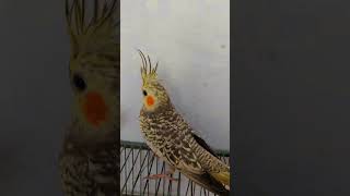 Cute Cockatiel Singing and Dancing Unleashing Cockatiels Craze [upl. by Clarine492]