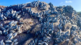 Coastal Foraging  Searching tidepools for Mussels and Clams  Clean and Cookup Autumn 2023 [upl. by Attenej672]