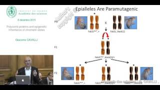 EN Conférence  G CAVALLI  Polycomb proteins and epigenetic inheritance of chromatin states [upl. by Nnoved]