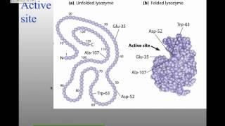 MBW14Lecture 4 Enzymes and Protein Regulation [upl. by Ahsinehs615]