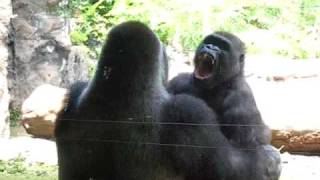 Gorillas Play Fighting [upl. by Aneras]