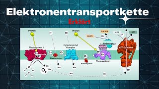 Wie die Elektronentransportkette funktioniert  Biologie Lernvideo [upl. by Sinnelg948]