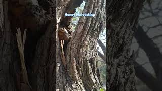 Honey Harvesting  How to harvesting honey from a beehive [upl. by Nitsug]