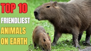 Top 10 Friendliest Animals On Earth [upl. by Teyugn]