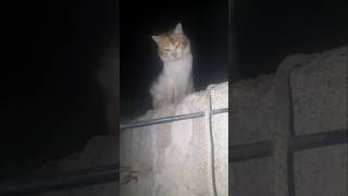 shortvideo kittys shes sad🥺☹😟😭 [upl. by Keefe]