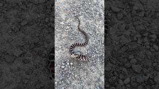 Baby Massasauga Rattlesnake I make a new friend everyday bff actorslife snake reels nature [upl. by Annid986]