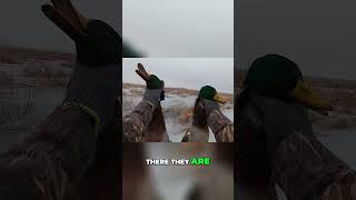 Mallards down doublekill duck hunting [upl. by Luckin907]