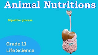 Animal Nutrition  Digestive process  Life science grade 11 [upl. by Kary]