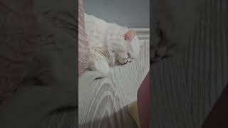 Bizi evinde misafir eden yavrumuza teşekkür ederiz 😻 catlovers10m cat 🎥Gebzepetsitter [upl. by Lettie]